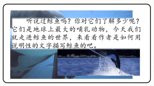 统编版语文五年级上册第五单元 习作例文《鲸》《风向袋的制作》 课件