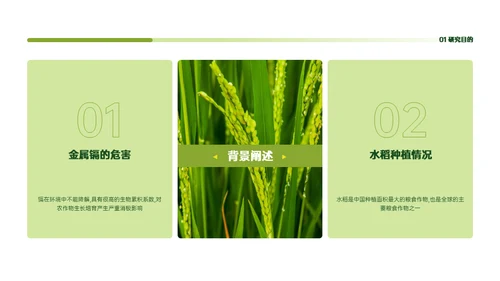 稻谷麦穗增产农作物与重金属污染通用PPT模板