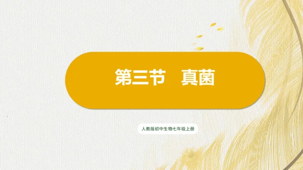 人教版（2024）七年级上册2.3.3真菌(共27张PPT)+视频素材