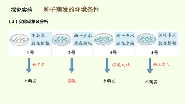 3.1.1 种子的萌发-七年级生物下学期同步精品课件（2024人教版）(共25张PPT)