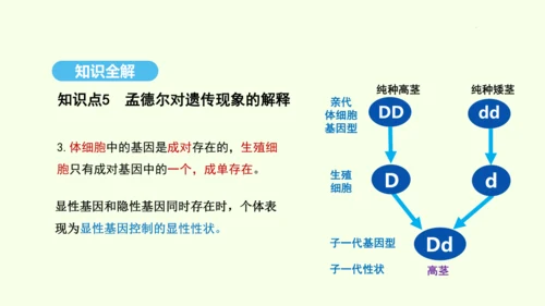 7.2.3基因的显性和隐性课件-人教版生物八年级下册(共31张PPT)
