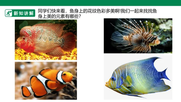 第九课《用彩墨画鱼》课件
