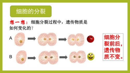 2.2.1细胞通过分裂产生新细胞课件2023--2024学年人教版生物七年级上册(共28张PPT)