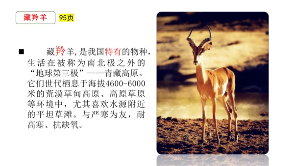 八下：青藏地区（一轮复习课件29张）（人教版）
