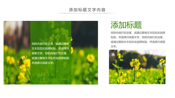 春天乡村旅游油菜花风景油菜花田PPT模板
