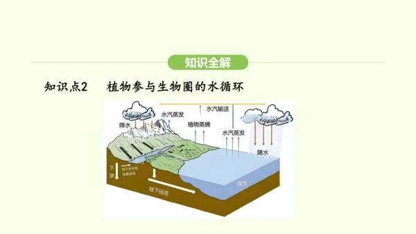 第三单元-第二章-第四节-植物在自然界中的作用课件-2024-2025学年七年级生物下学期人教版(2