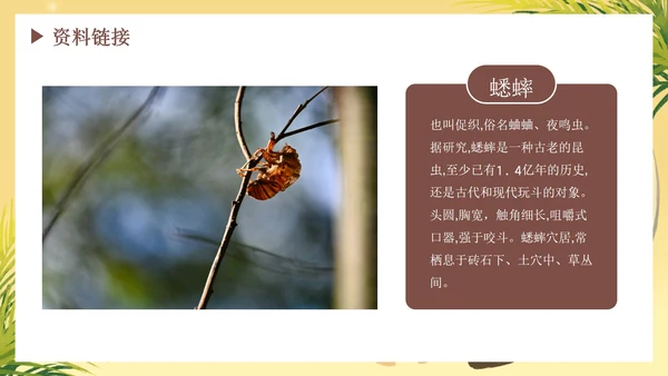 部编版语文六年级下册《表里的生物》