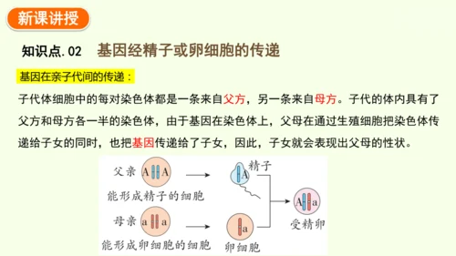 7.2.2基因在亲子代间的传递-八年级生物人教版下学期同步精品课件(共24张PPT)