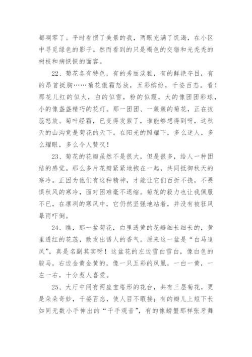 写菊花的优美句子.docx