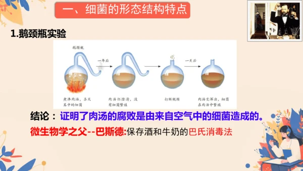 2.3.2细菌课件2024-2025学年人教版生物七年级上册(共18张PPT)