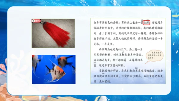 第18课《富饶的西沙群岛》课件