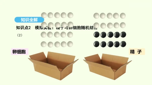 7.2.4人的性别遗传课件-人教版生物八年级下册(共31张PPT)