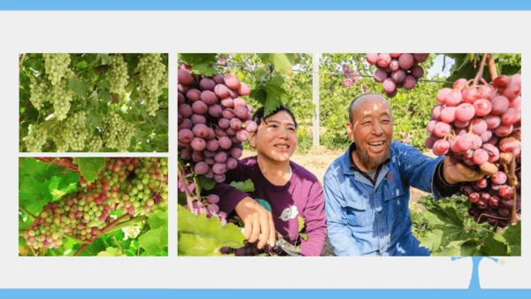8.1 自然特征与农业（课件35张）-2024-2025学年人教版地理八年级下册