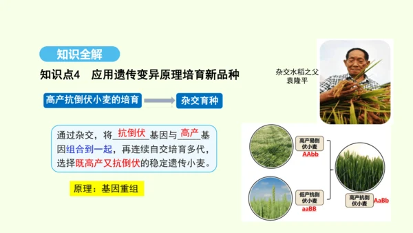 7.2.5生物的变异课件-人教版生物八年级下册(共28张PPT)