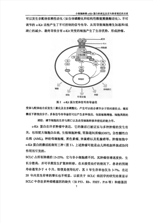 小细胞肺癌cKit蛋白的表达及其与患者预后的关系