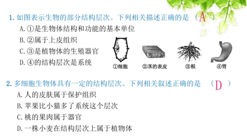 七上 第二单元生物体的结构层次-复习课件(共35张PPT)