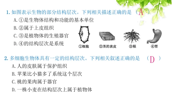 七上 第二单元生物体的结构层次-复习课件(共35张PPT)