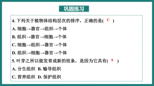 第一单元第三章从细胞到生物体（复习课件）-七年级生物上册同步教学精制课件（人教版2024）(共44张