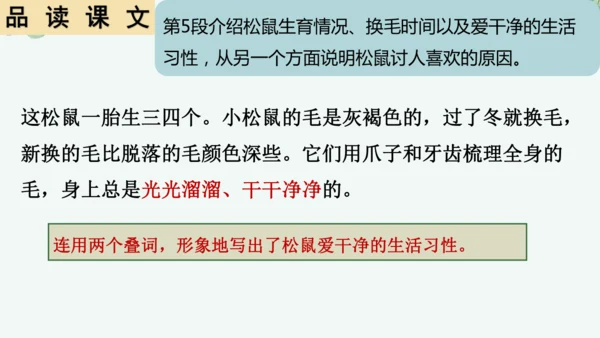 第17课《松鼠》课件