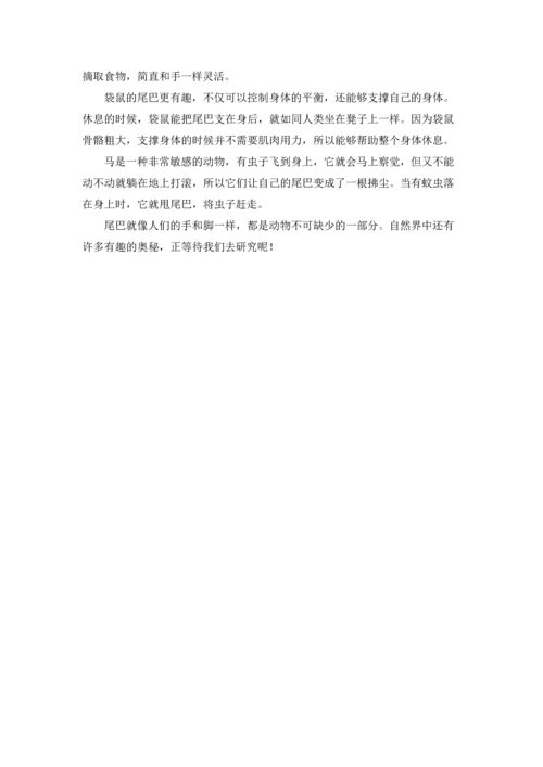 动物的尾巴说明文.docx
