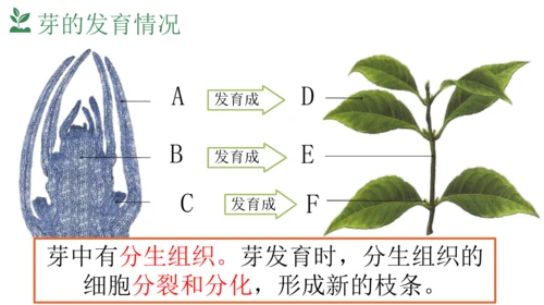 3.2.2 植株的生长课件(共20张PPT)