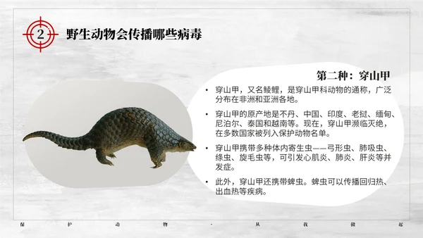 保护野生动植物大象PT模板