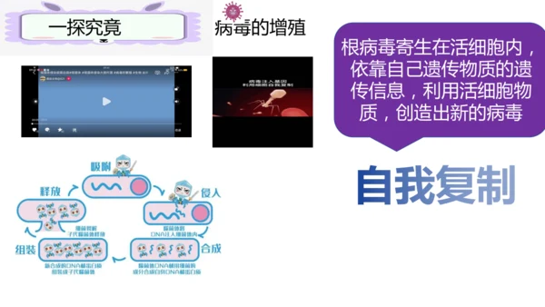 人教版生物七年级上册2.3.4《病毒》（课件）(共19张PPT)+视频素材