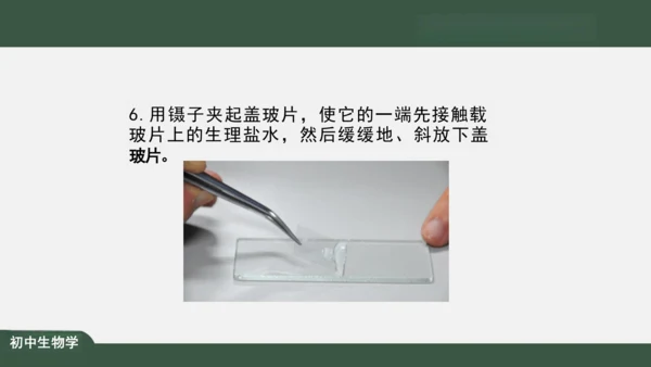 2.1.3 动物细胞 课件（共32张PPT）