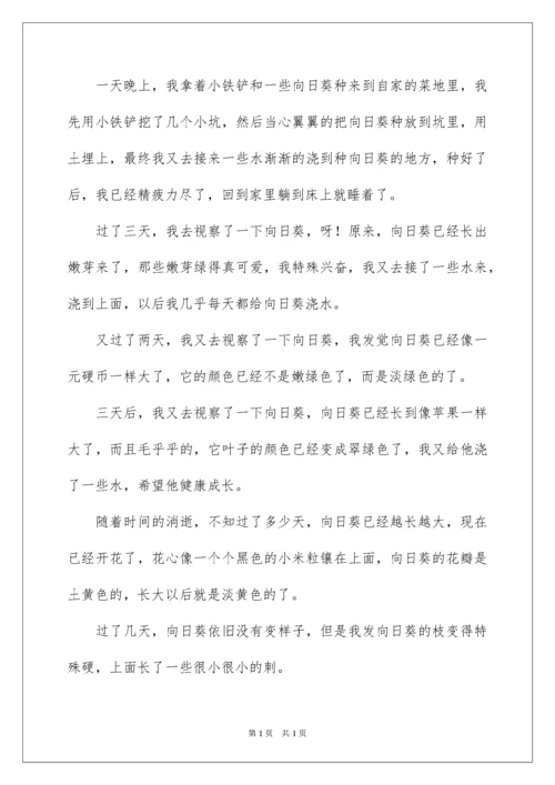 2022向日葵观察日记.docx