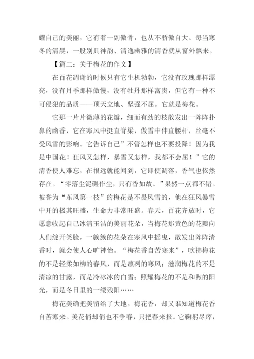 梅花的作文-10.docx