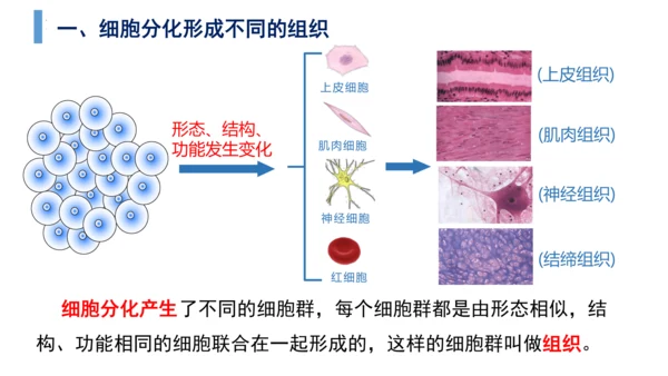 2.2.2 动物体的结构层次-2023-2024学年七年级生物上学期备课课件（人教版）(共26张PP