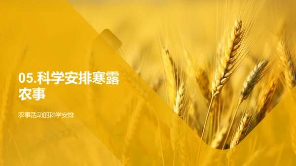 寒露农事与科学应对