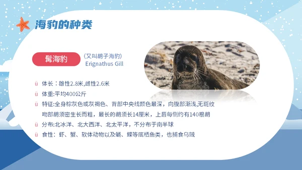 世界海豹日小海豹通用PPT模板