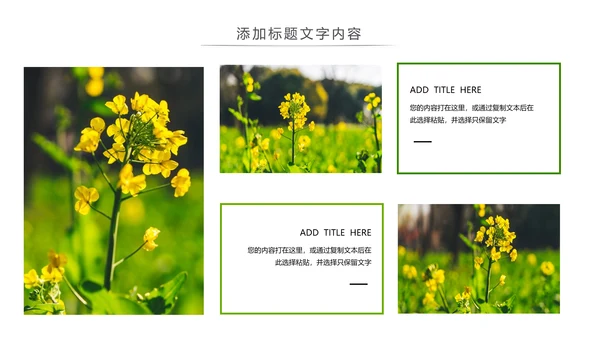 春天乡村旅游油菜花风景油菜花田PPT模板