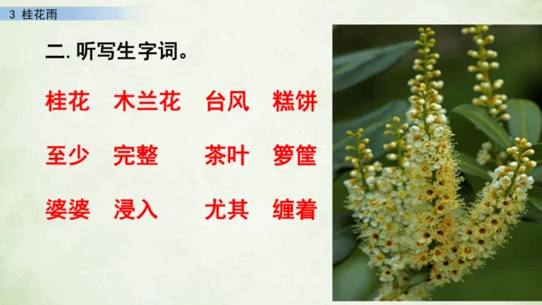 3 桂花雨     课件