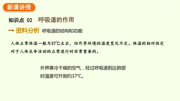 4.3.1 呼吸道对空气的处理-七年级生物下学期同步精品课件（2024人教版）(共26张PPT)