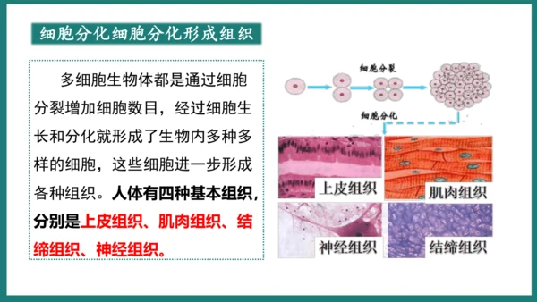 第一单元第三章从细胞到生物体（复习课件）-七年级生物上册同步教学精制课件（人教版2024）(共44张