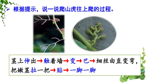 10 爬山虎的脚  课件