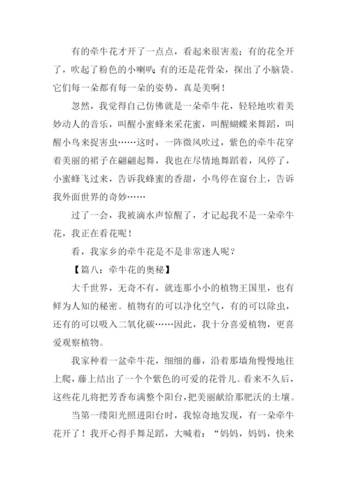 牵牛花的作文400字.docx