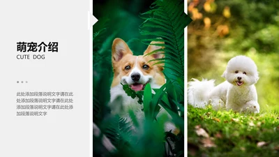 简约风白色宠物介绍PPT图文页