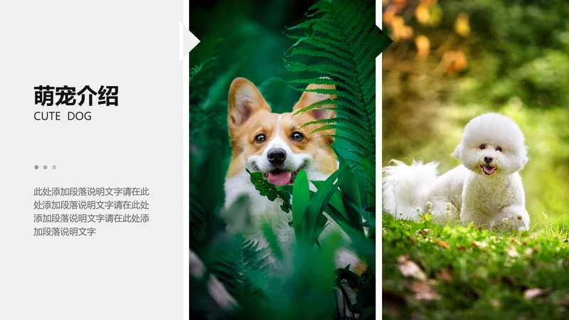 简约风白色宠物介绍PPT图文页