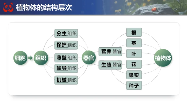 人教版（2024）七年级上册生物七年级上册期末总复习课件(共31张PPT)