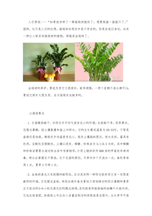 办公室绿植养殖方法及注意关键事项.docx