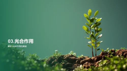 揭秘植物生长之谜