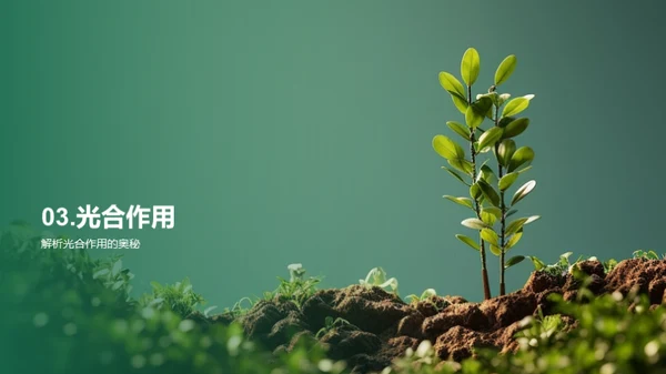 揭秘植物生长之谜