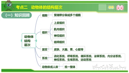 第三章从细胞到生物体（串讲课件）-七年级生物上学期期中考点大串讲（人教版2024）(共40张PPT)