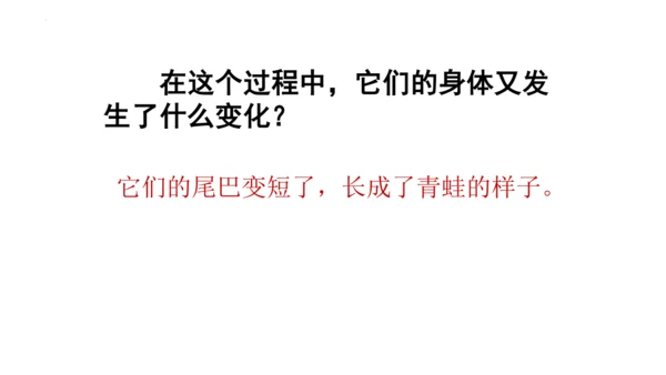 1《小蝌蚪找妈妈 》课件
