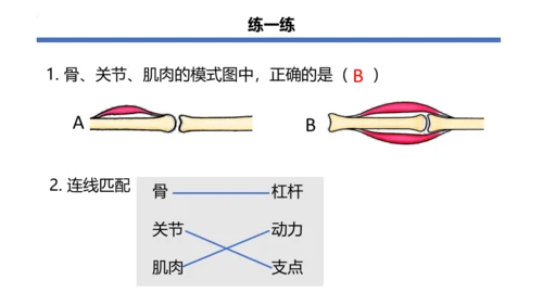 人教版生物八年级上册5.2.1 动物的运动 课件(共34张PPT)+视频素材