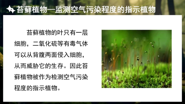 3.1.1 藻类、苔藓和蕨类植物 课件 人教版生物七年级上册(共27张PPT)