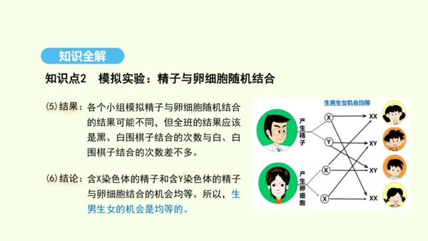 7.2.4人的性别遗传课件-人教版生物八年级下册(共31张PPT)